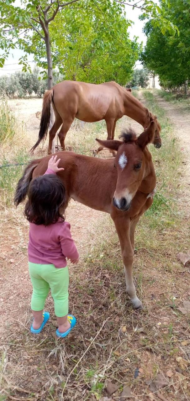 Le Chene D'Azrou Otel Dış mekan fotoğraf