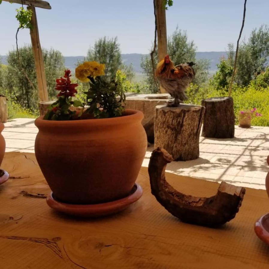 Le Chene D'Azrou Otel Dış mekan fotoğraf