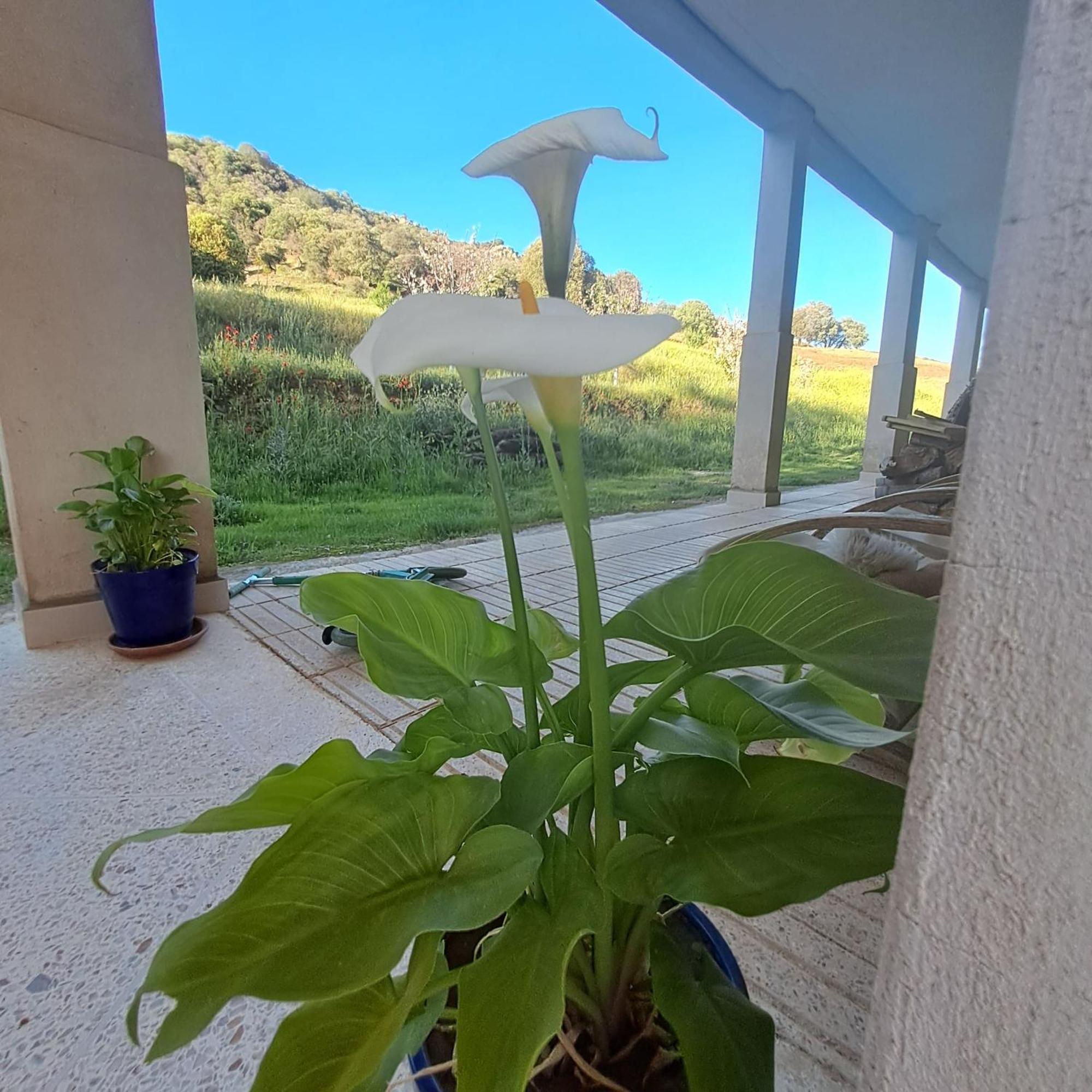 Le Chene D'Azrou Otel Dış mekan fotoğraf