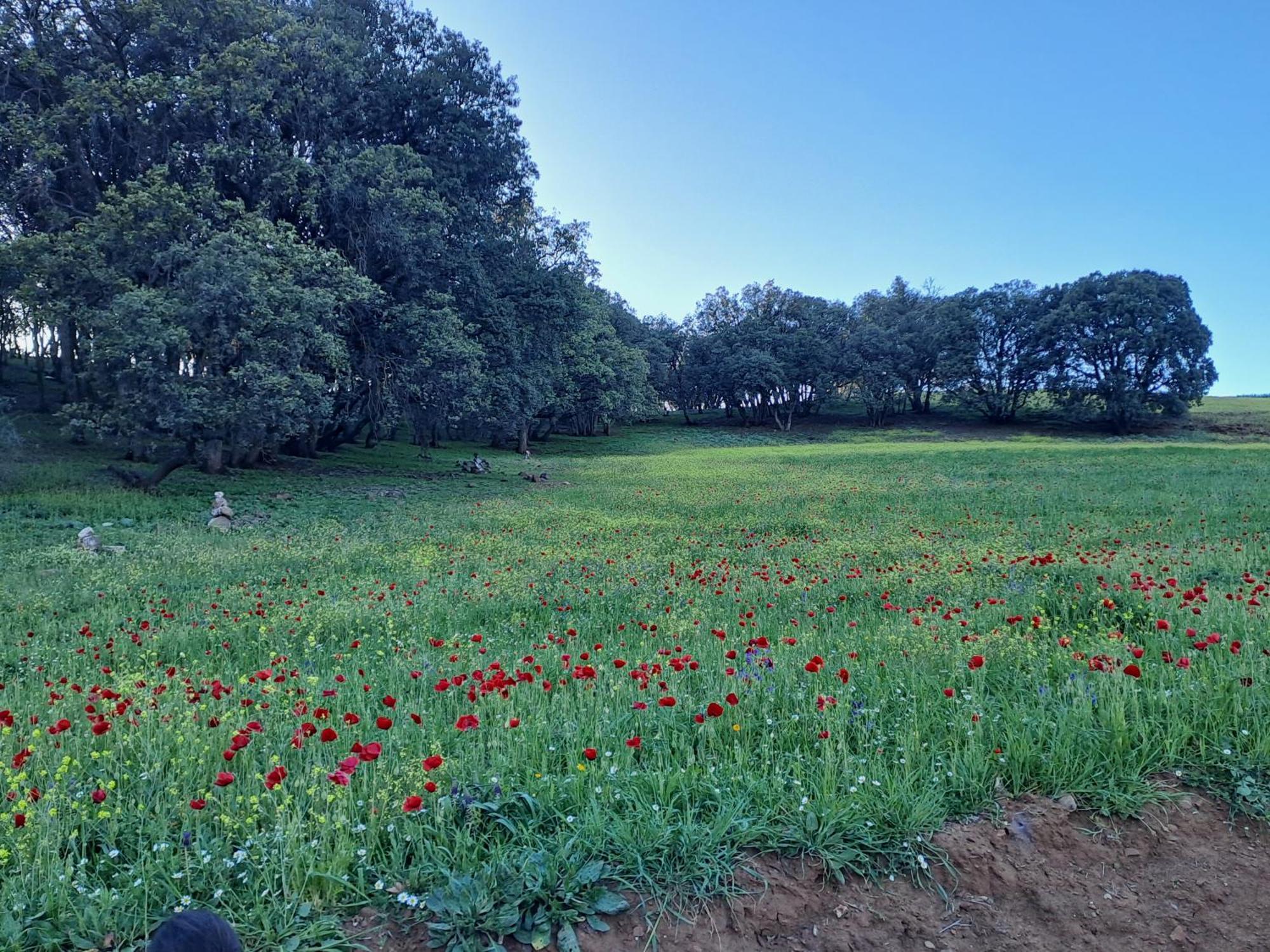 Le Chene D'Azrou Otel Dış mekan fotoğraf