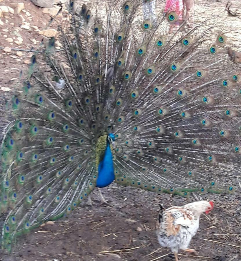 Le Chene D'Azrou Otel Dış mekan fotoğraf