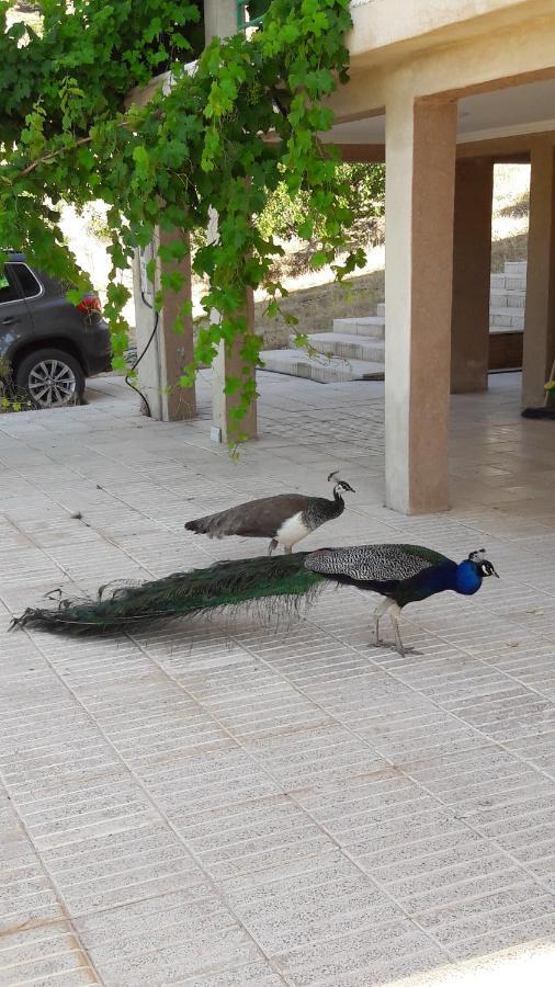 Le Chene D'Azrou Otel Dış mekan fotoğraf