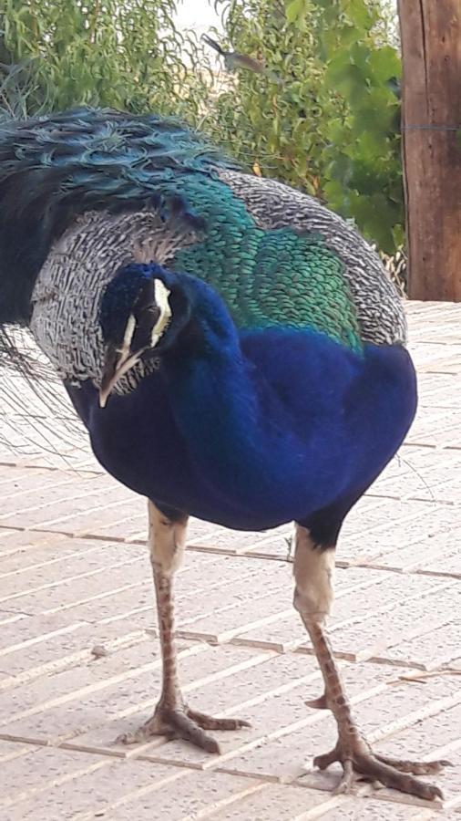 Le Chene D'Azrou Otel Dış mekan fotoğraf